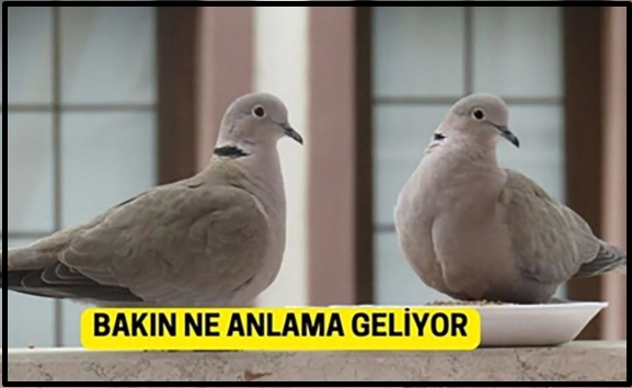 Kumrunun Gelişi Nasıl Yorumlanıyor?